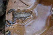 Scorpion unidentified01 