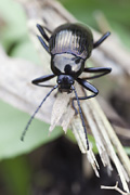 beetle unidentified32 