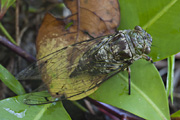 cicada unidentified02 
