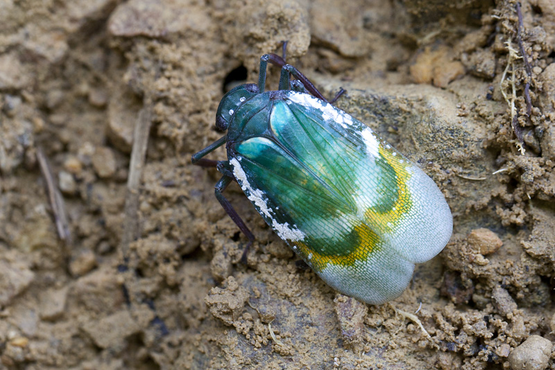 Cicadellomorpha sp09 