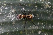 Camponotus sericeiventris 