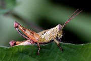 grasshopper unknown03 