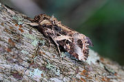 moth unknown02 