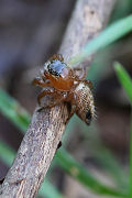 spider unknown15 