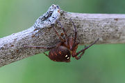 spider unknown17 