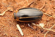 Dytiscidae sp01 
