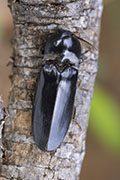 Tetralobus natalensis 