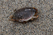 Isopod sp01 