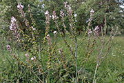 Agapanthia asphodeli balcanica