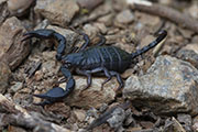 Scorpion unidentified02 