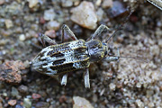 beetle unidentified42 