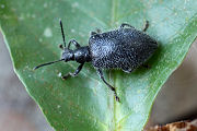 beetle unidentified01 