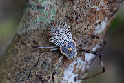 spider unidentified01 