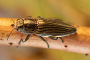 Chalcogenia sulcipennis 