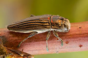 Chalcogenia sulcipennis 