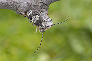 Lasiopezus nigromaculatus 
